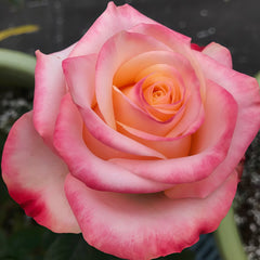 Lovely Heart Rose Plant｜心肝宝贝 image 1