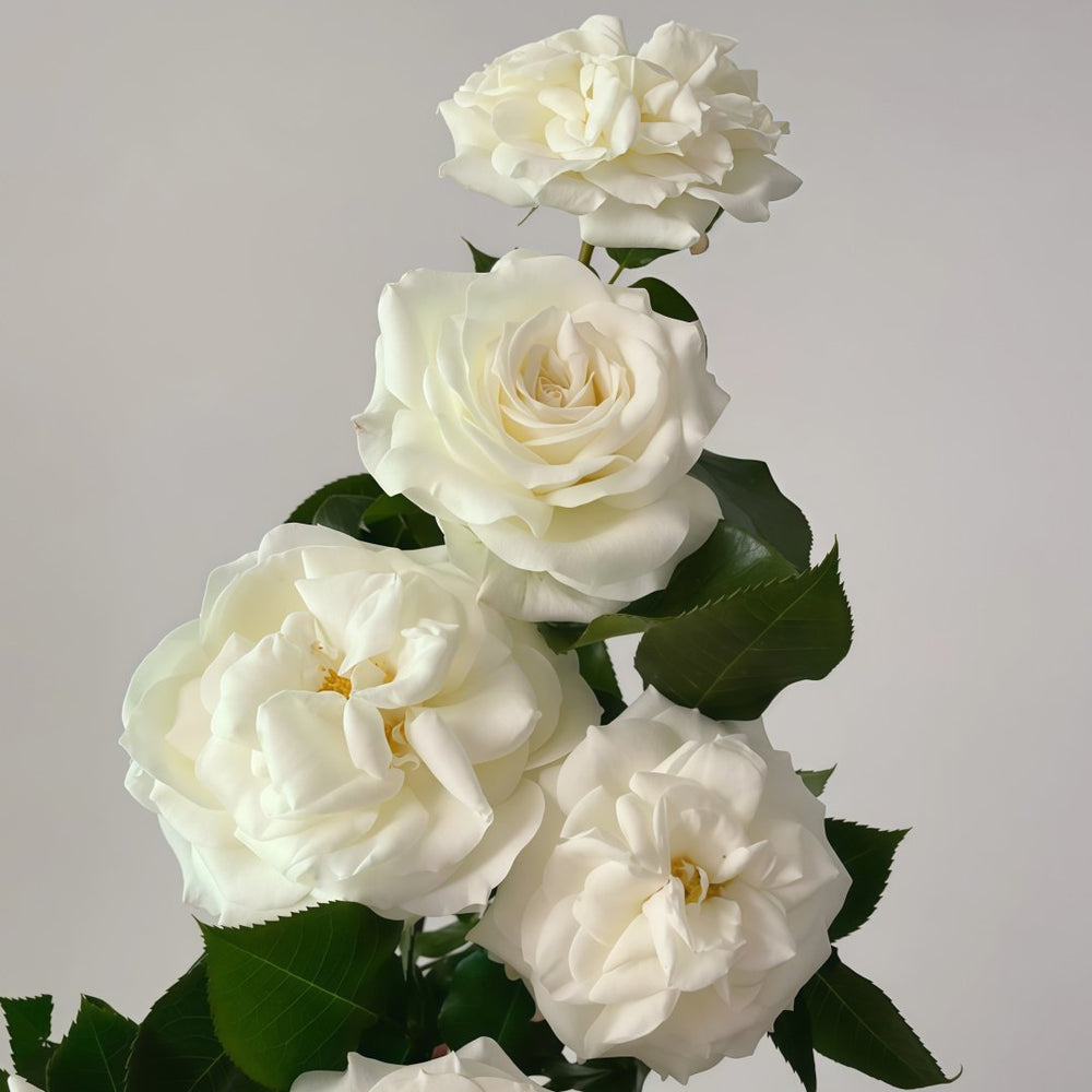 Alabaster Rose Plant| 雪花石膏 image 3