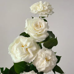 Alabaster Rose Plant| 雪花石膏 image 3