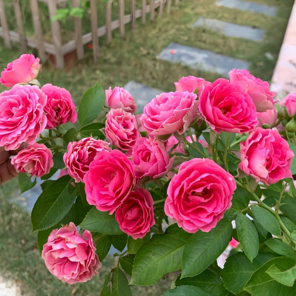 Rouge Rose Plant｜胭脂扣 image 8