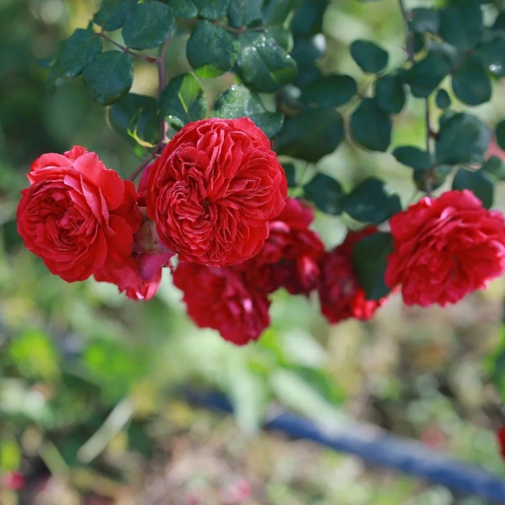 Red Leonardo da Vinci Rose Plant｜红色达芬奇 image 6