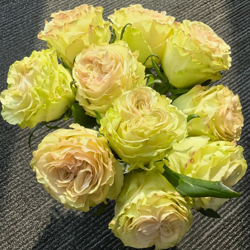 Dynamic Rose Plant|琉璃翠 image 9