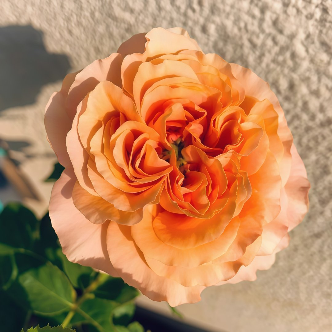 Belle d’Anjou Rose Plant｜安茹美人 image 1