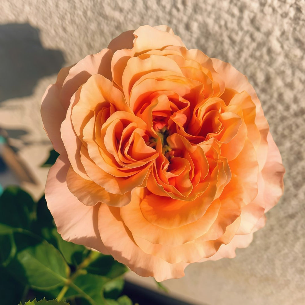 Belle d’Anjou Rose Plant｜安茹美人 image 1