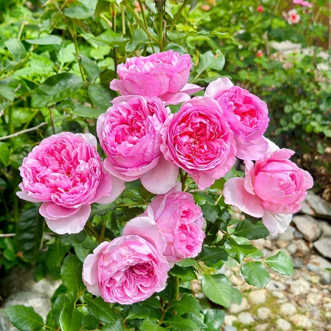 Pompadour Rose Plant｜庞巴度 image 7