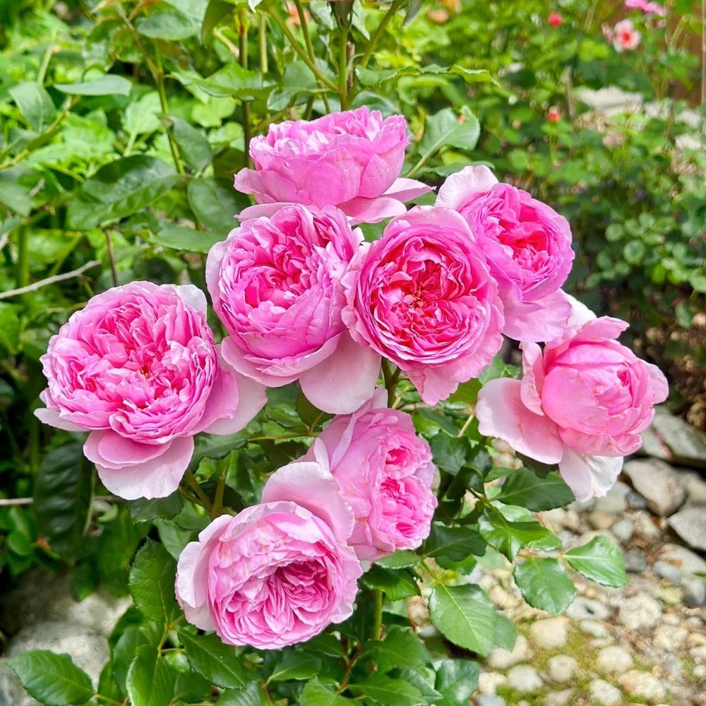 Pompadour Rose Plant｜庞巴度 image 7