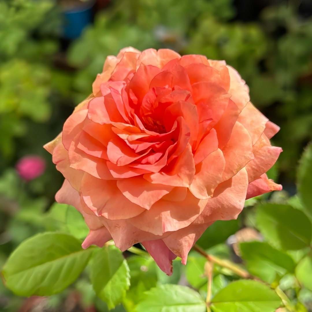 Country Aquarelle Rose Plant｜乡村水彩画 image 1