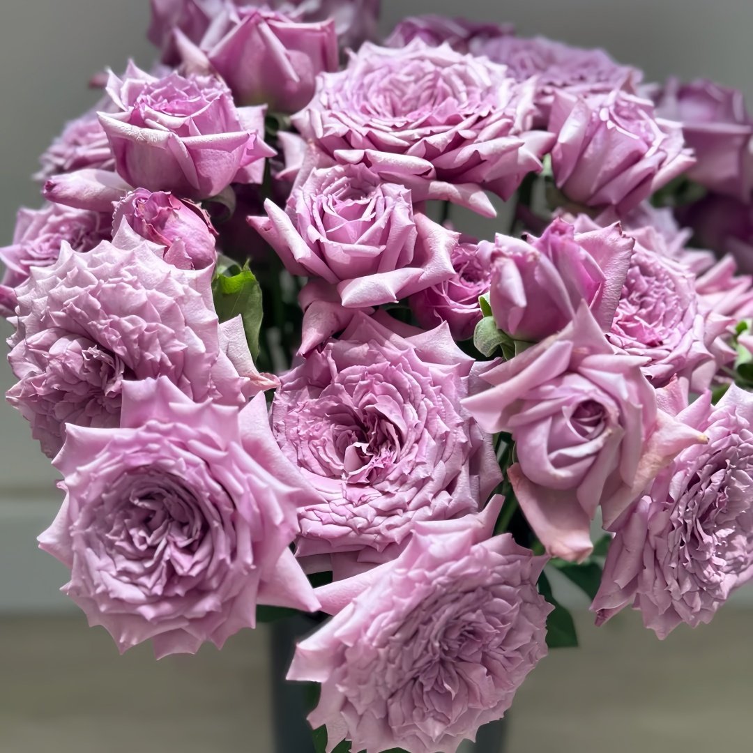 Windy Night Rose Plant|风之夜 image 7