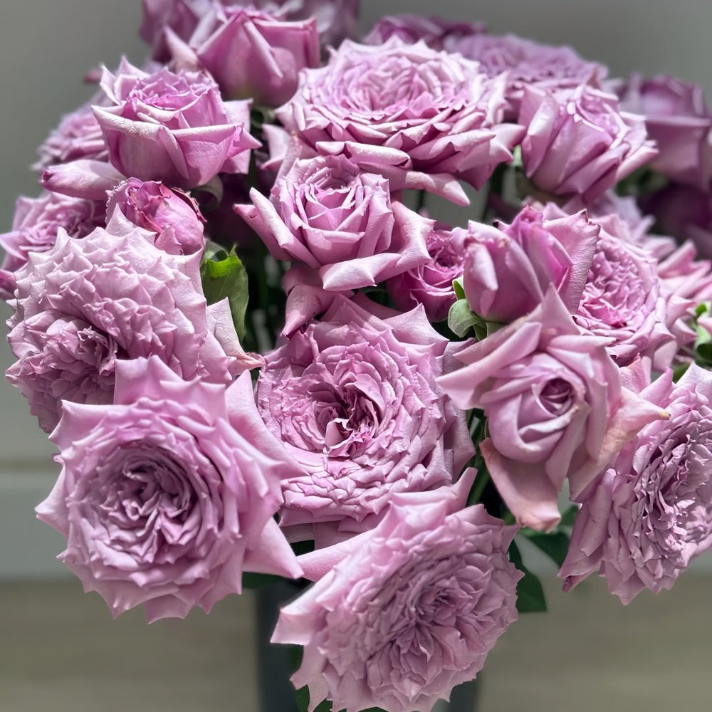 Windy Night Rose Plant|风之夜 image 7