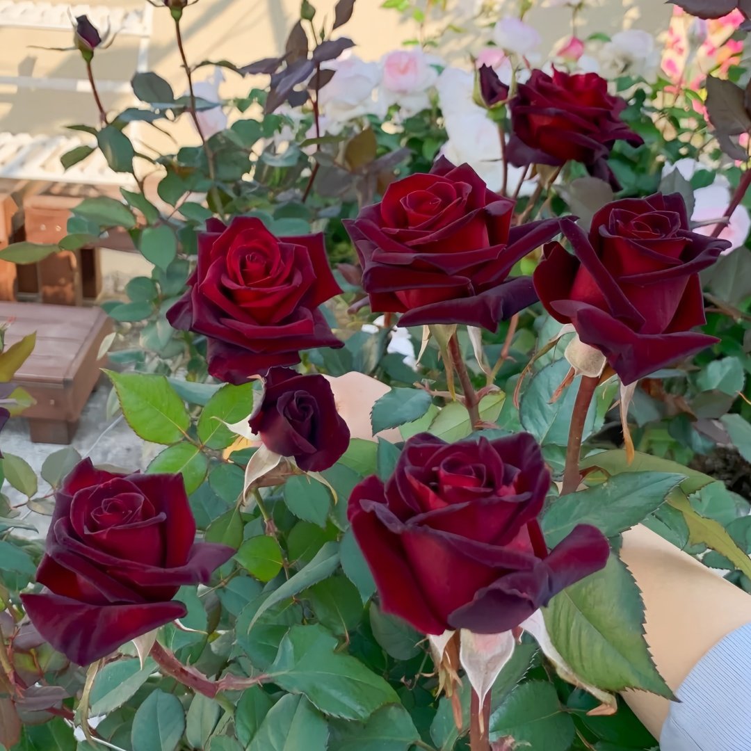 Black Baccara Rose Plant｜黑巴克 image 3