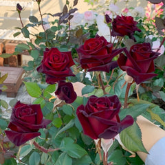 Black Baccara Rose Plant｜黑巴克 image 3