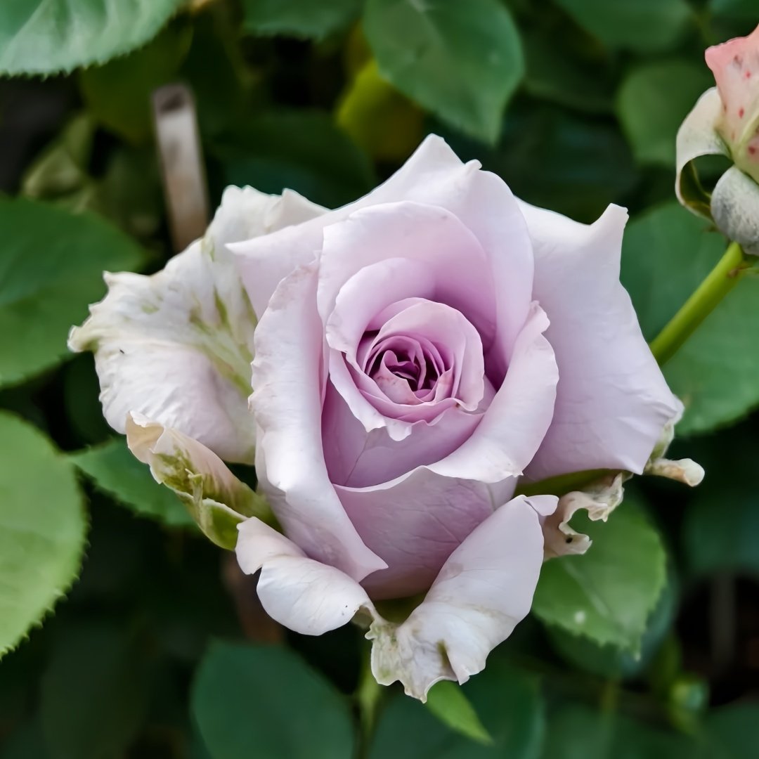 Lilienthal Rose Plant｜李林塔尔 image 5