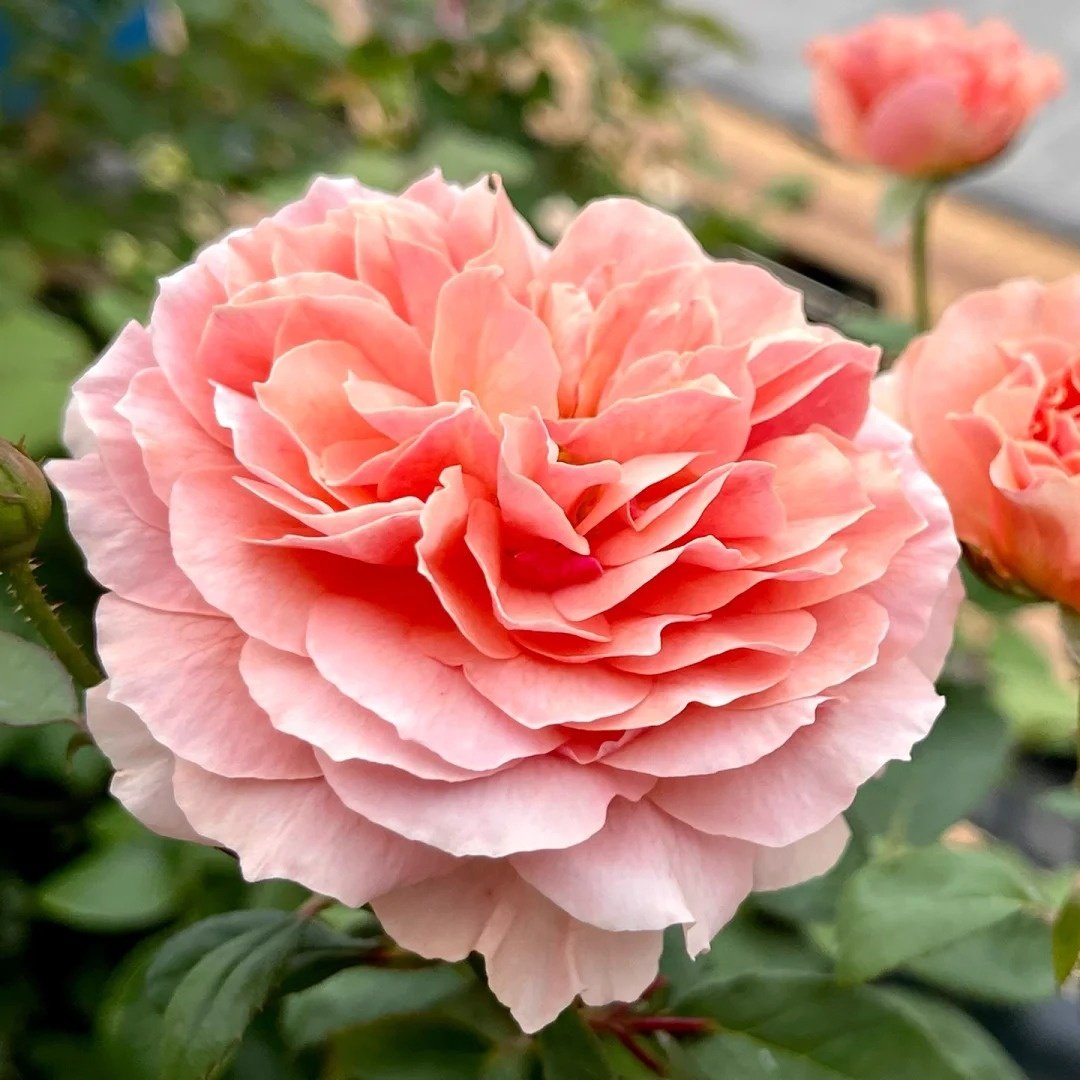 Kaori Kazari Rose Plant|香织装饰 image 4