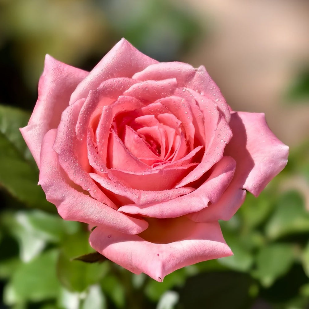 Fragonard Rose Plant | 花宫娜 image 2