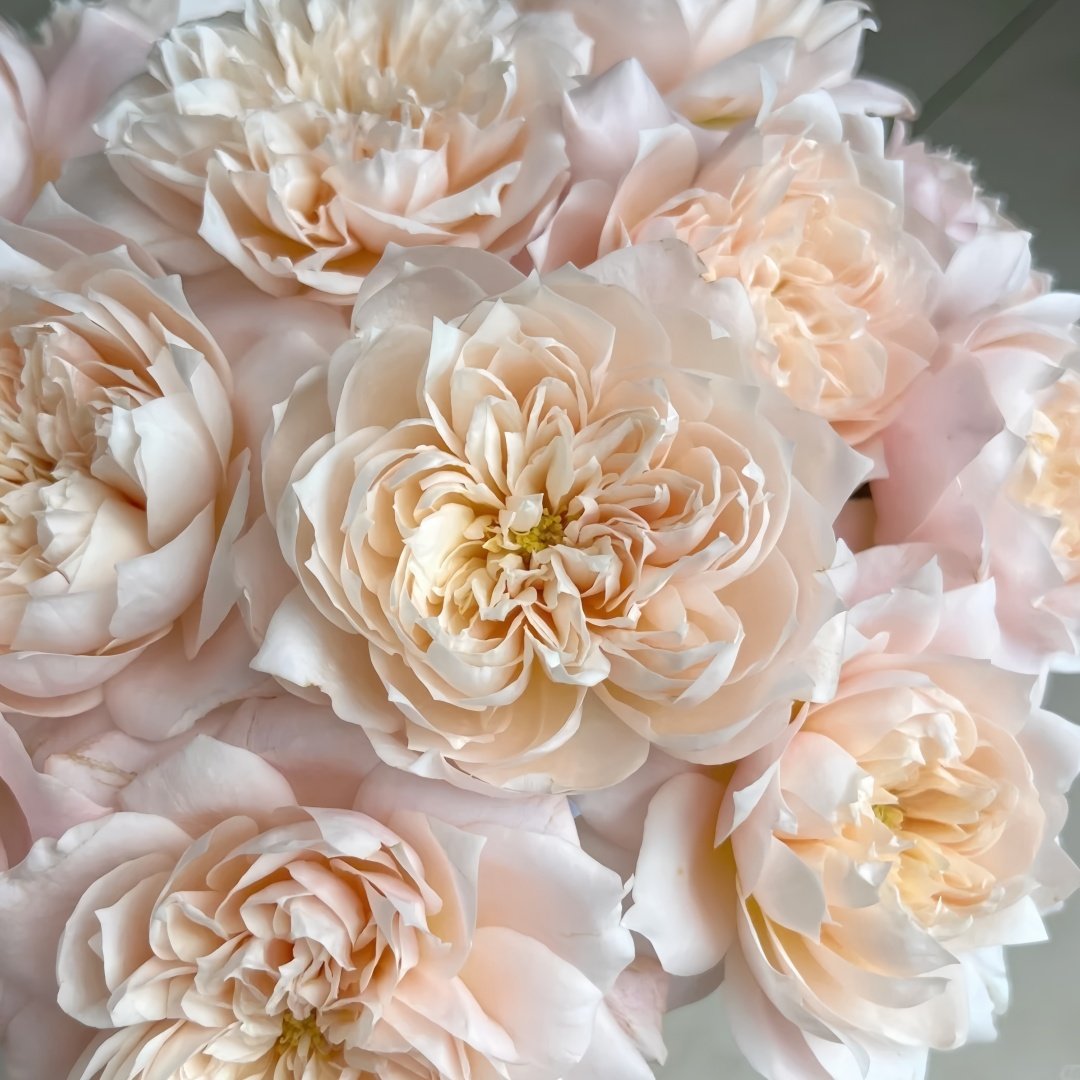 Solahana Rose Plant|天空 image 2