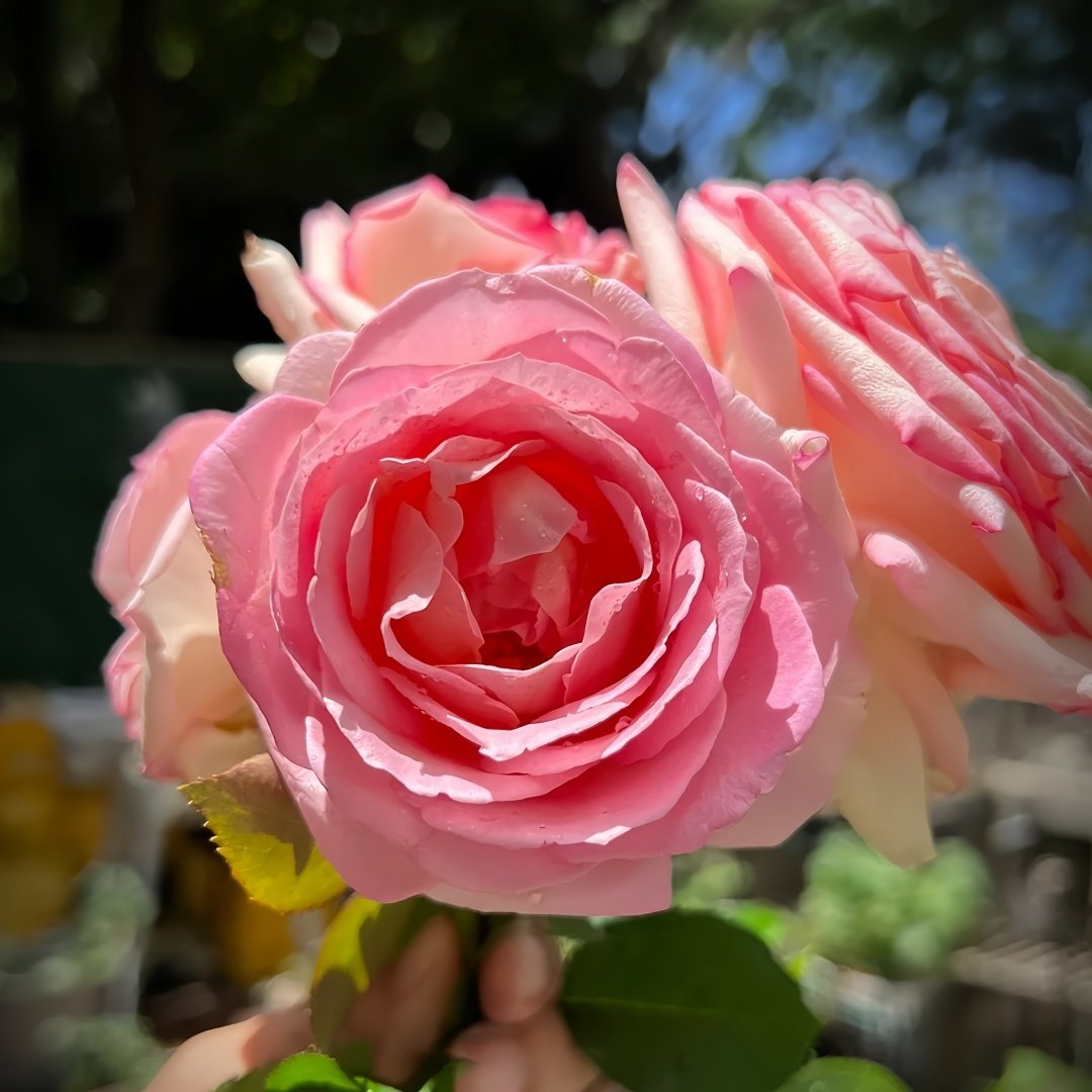 Elle Rose Plant｜艾丽 image 4