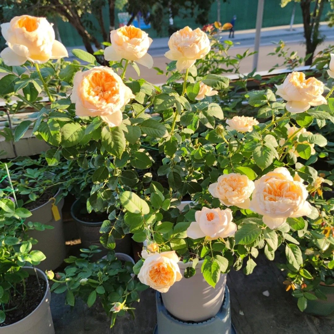 Jeanne d’Arc Rose Plant｜圣女贞德 image 4