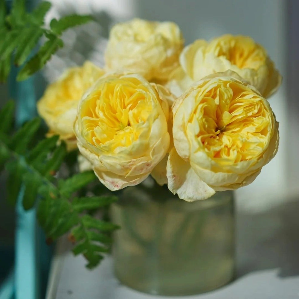 Jeanne d’Arc Rose Plant｜圣女贞德 image 11