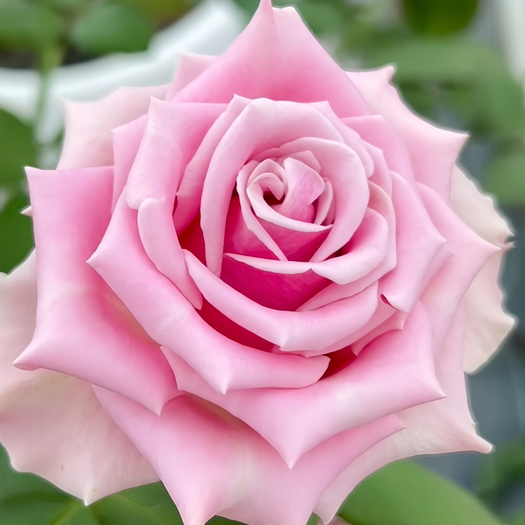 Prime Time Rose Plant|黄金时间 image 0