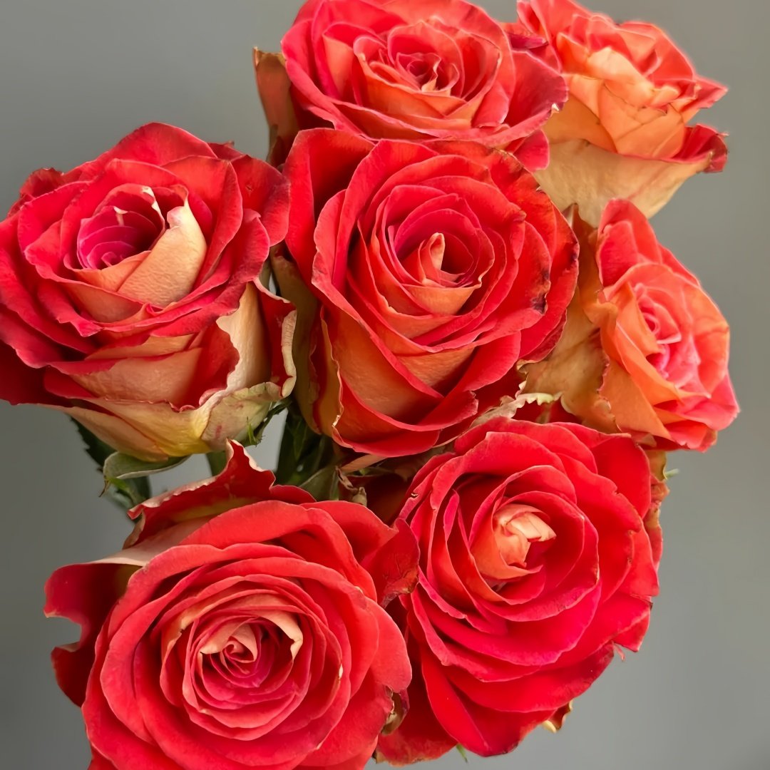 Kayn Rose Plant｜凯隐玫瑰 image 7