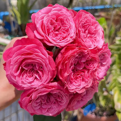 Villa Muze Rose Plant|穆兹别墅 image 2