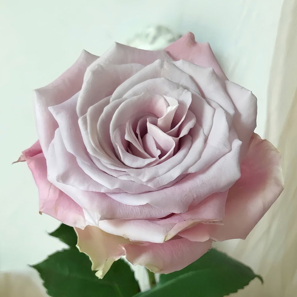 Faith Rose Plant｜信仰 image 1