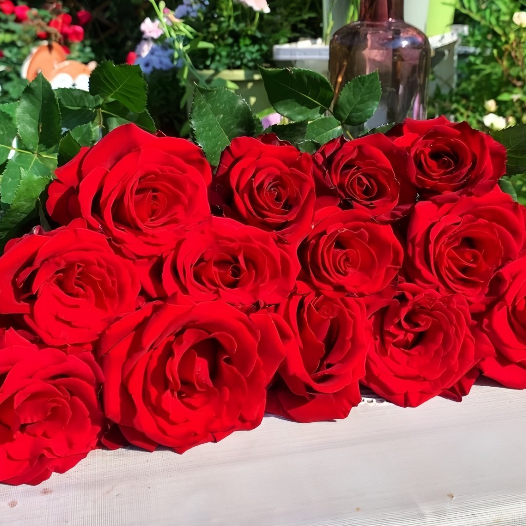 Red Bride Rose Plant ｜红新娘 image 6