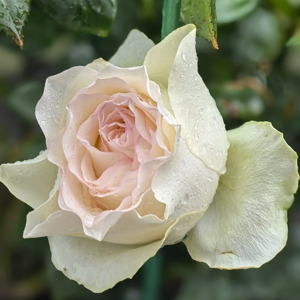 White Elsa Rose Plant|白艾莎 image 4
