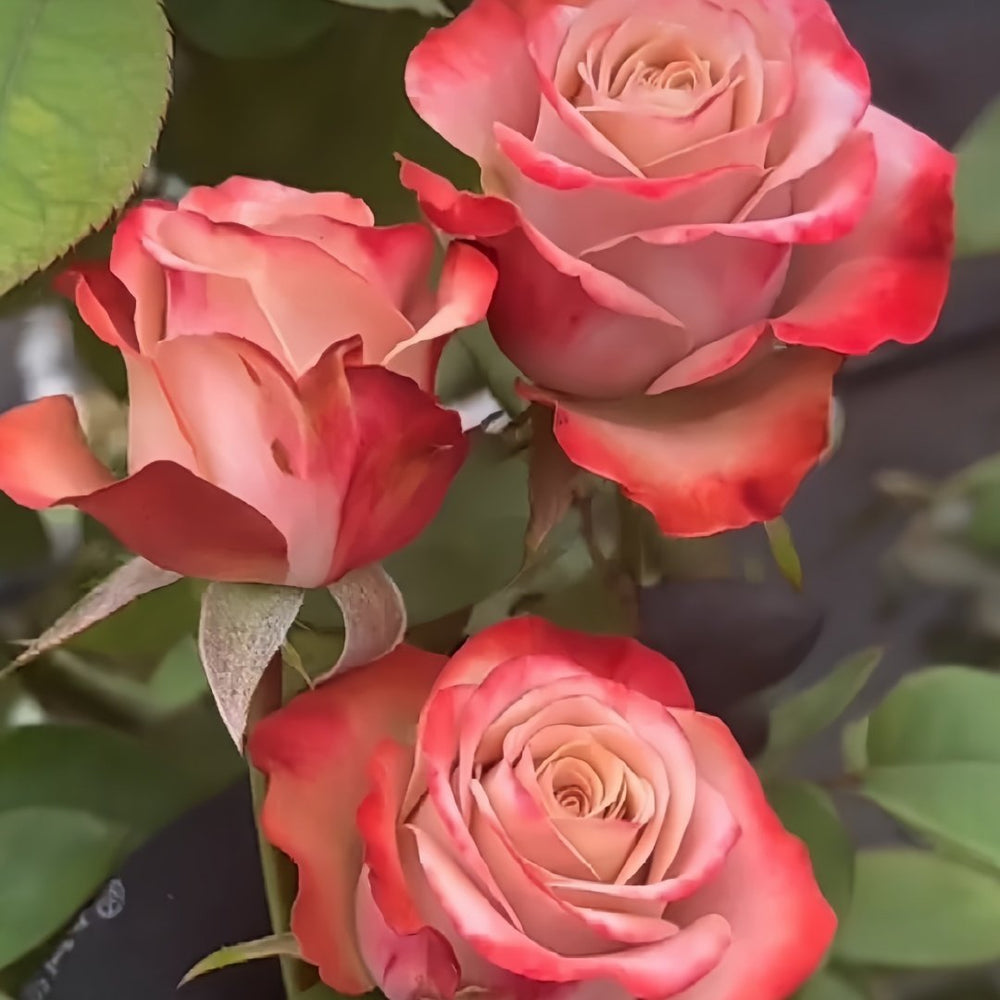 Cappuccino Rose Plant｜卡布奇诺 image 6