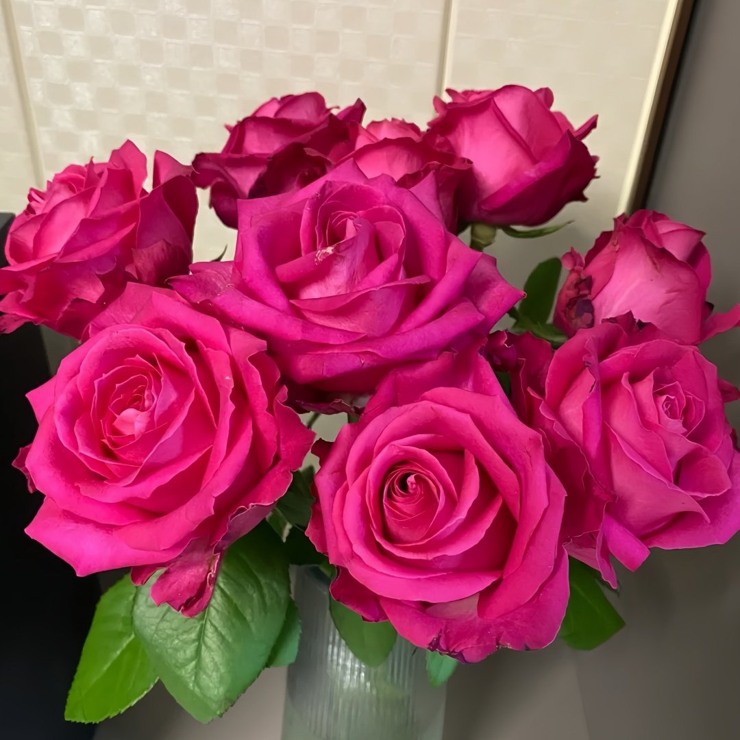 Cherry Avalanche Rose Plant｜樱桃雪山 image 8