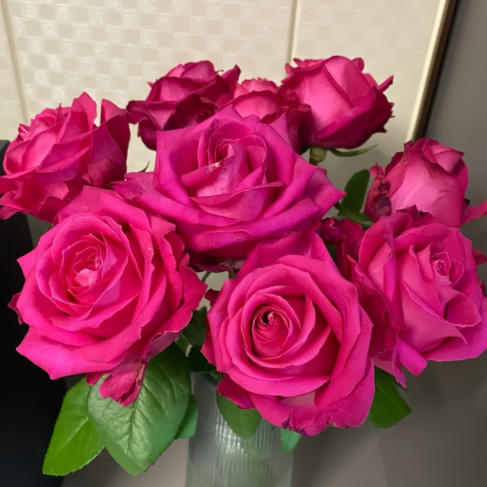 Cherry Avalanche Rose Plant｜樱桃雪山 image 8