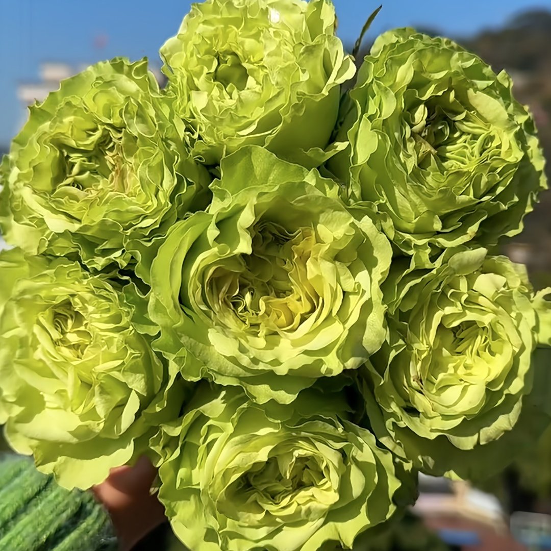 Super Green Rose Plant| 超级绿 image 0