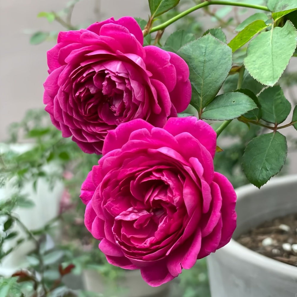 Cartonnage Rose Plant|法式布盒 image 5