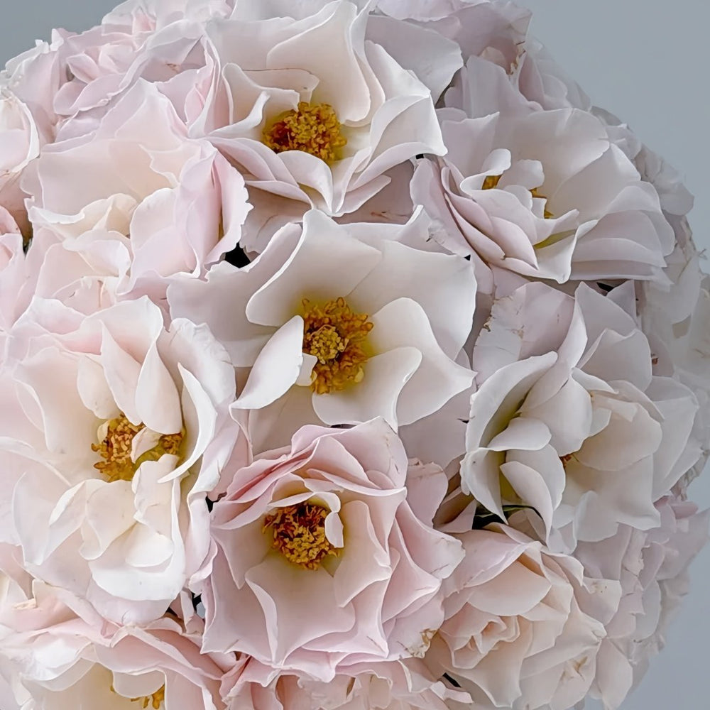 Jillian Rose Plant｜吉莉安公主 image 6