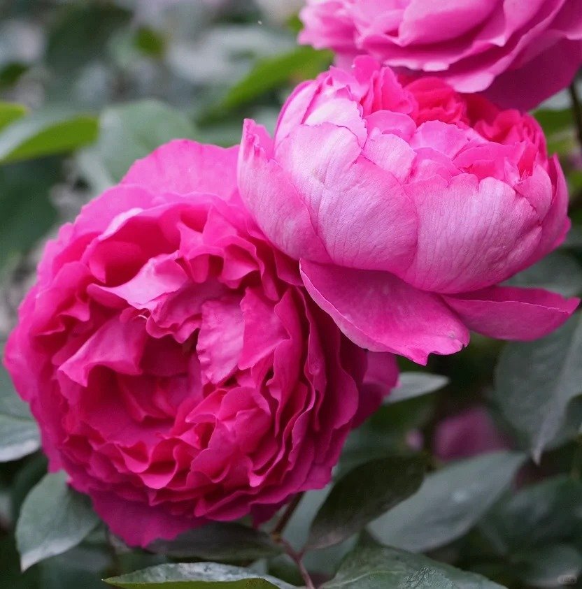Rouge de Parfum Rose Plant｜伊芙胭脂香水 image 5