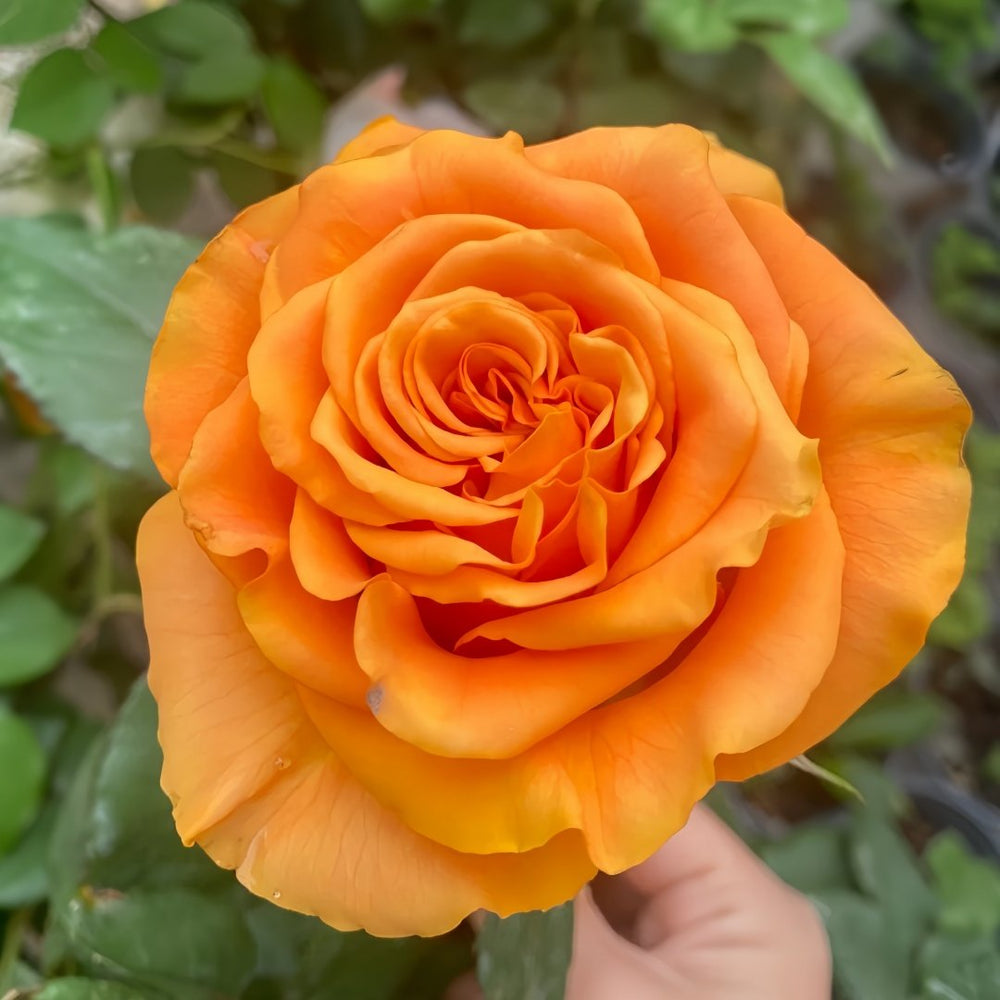 Mighty Rose Plant|甜橙 image 1