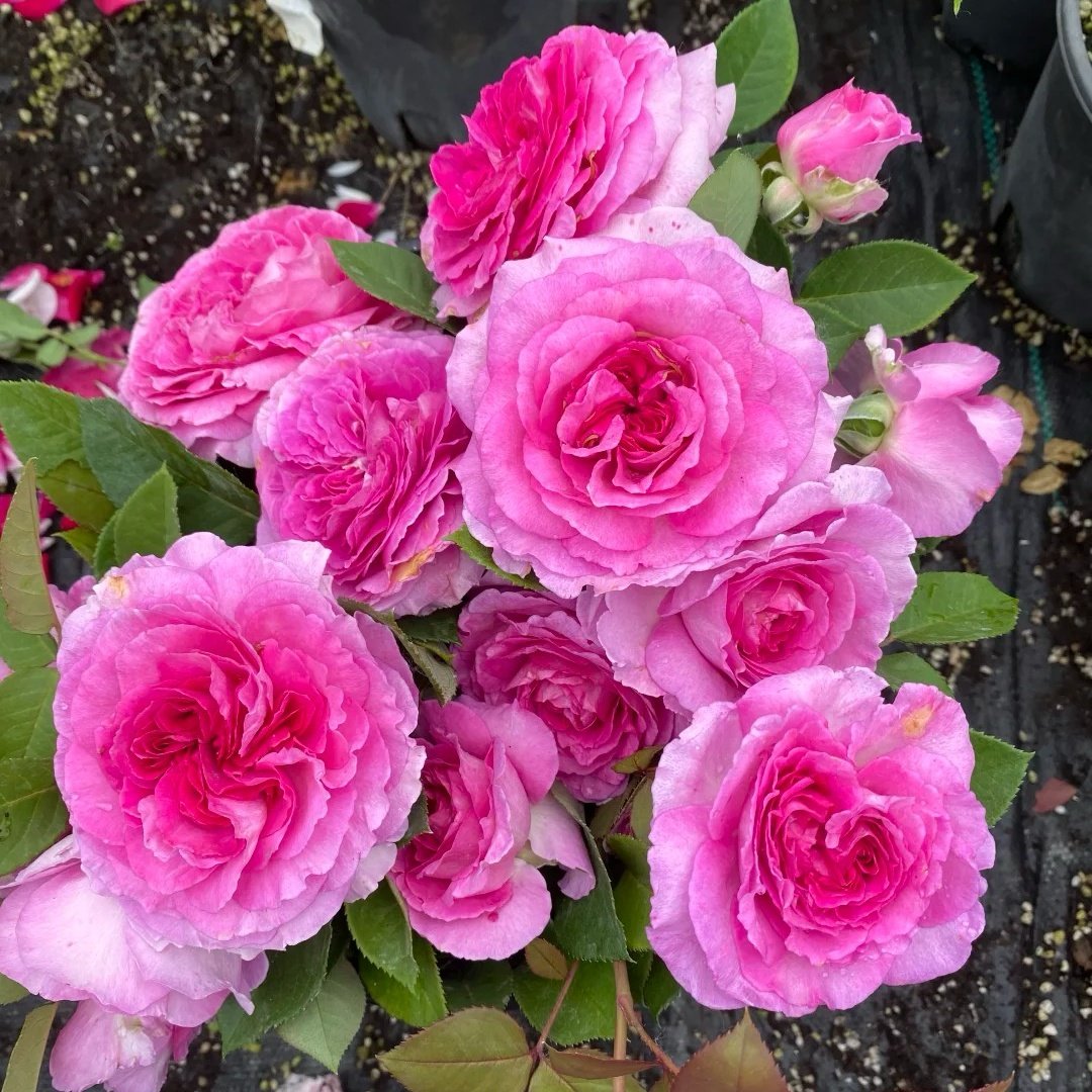 Fräulein Maria Rose Plant｜音乐之声 image 6