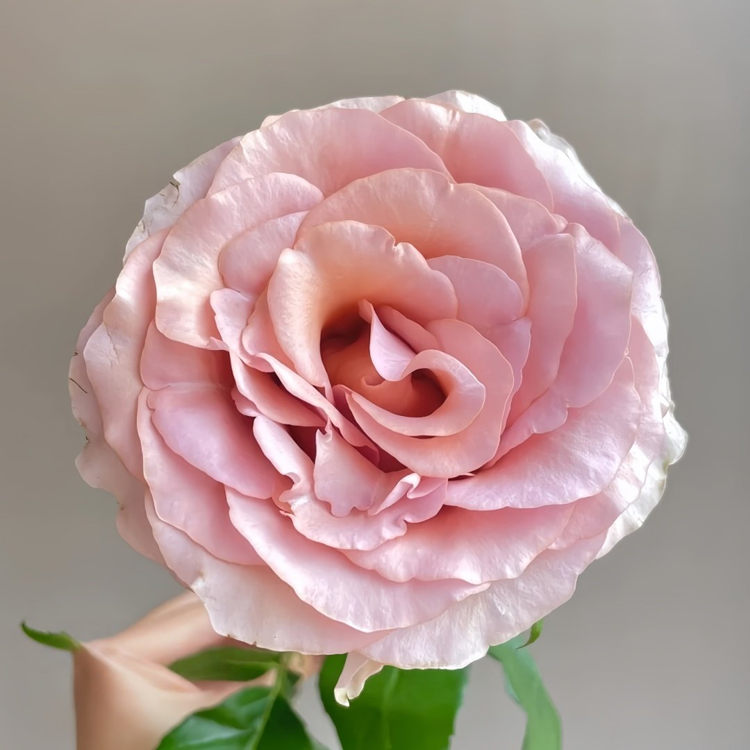 RP Moab Rose Plant | 莫泊 image 3