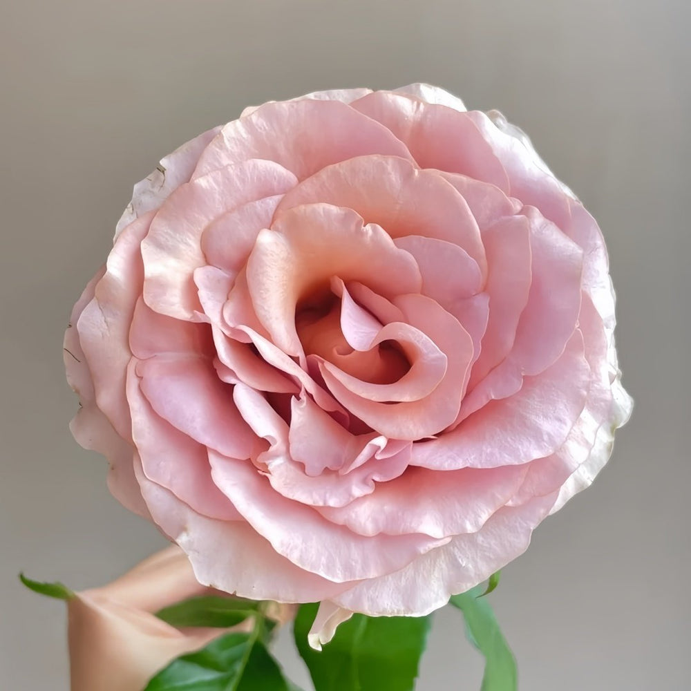 RP Moab Rose Plant | 莫泊 image 3