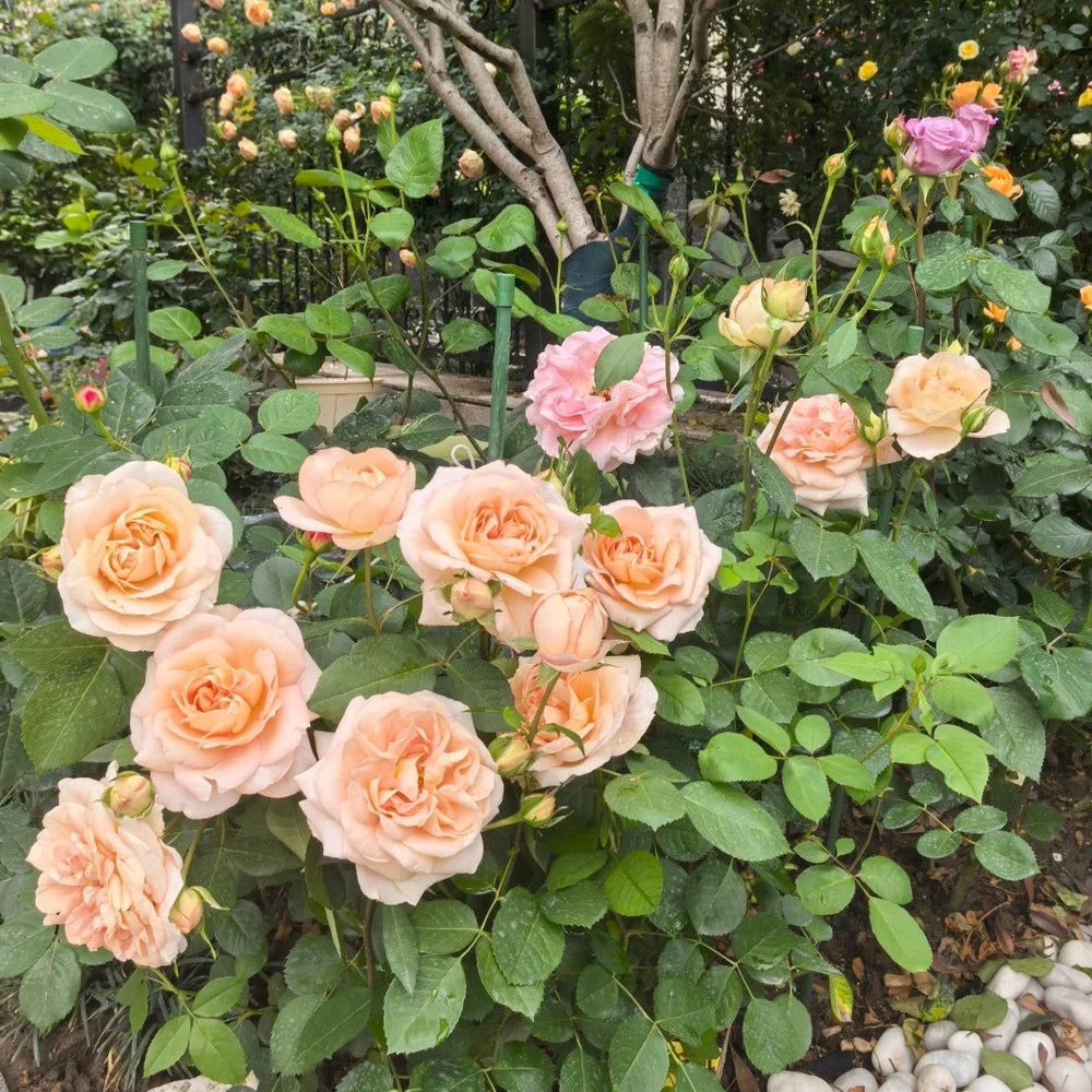 Yves Classical perfume Rose Plant|伊芙古典香水 image 4