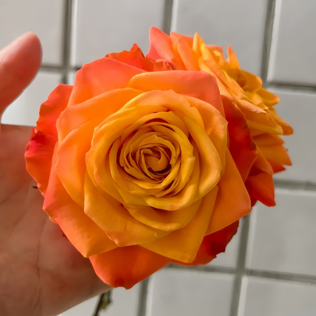 Garden City Rose Plant｜花园城市 image 7
