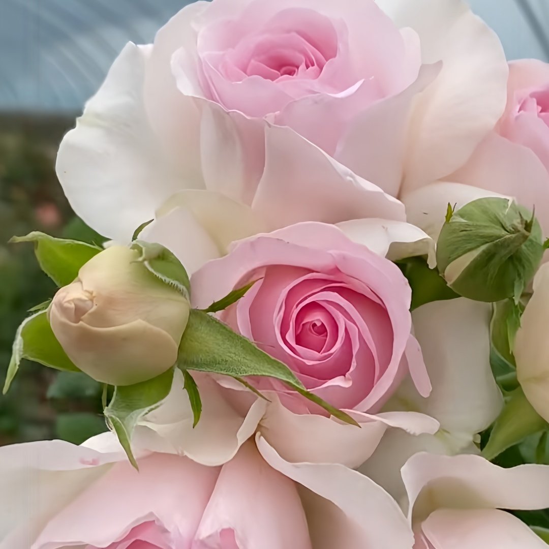 Sweet Revival Rose Plant|甜蜜苏醒 image 8