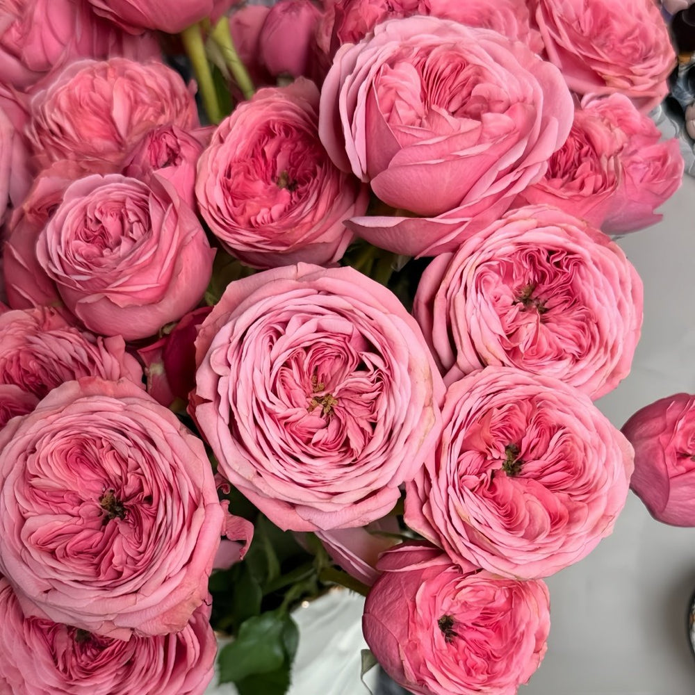 Bella Trendsetter Rose Plant｜潮流贝拉 image 4