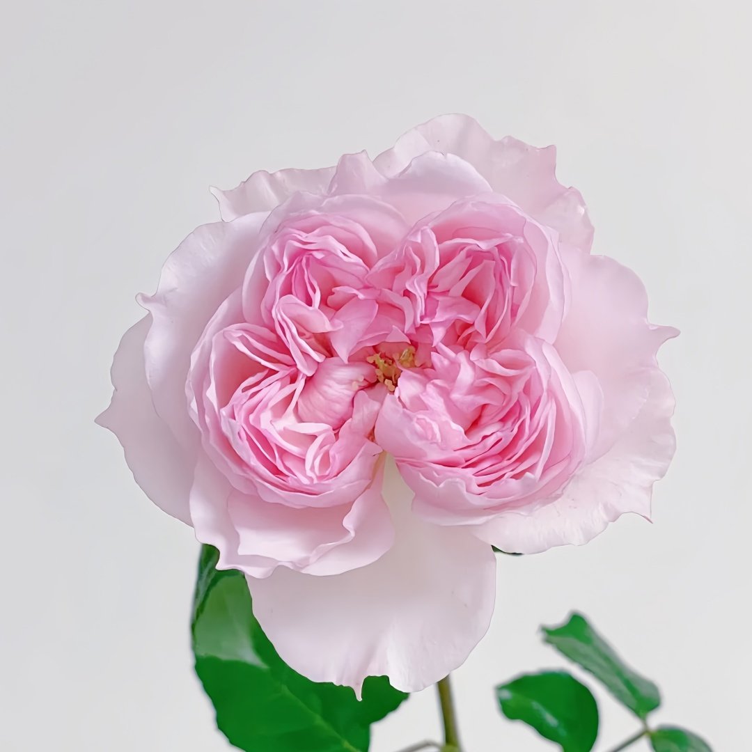Cecil de Volages Rose Plant | 蝶之舞玫瑰 image 2