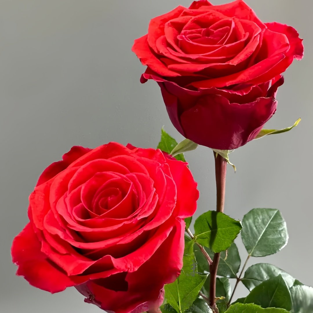 Nina Rose Plant｜妮娜 image 8