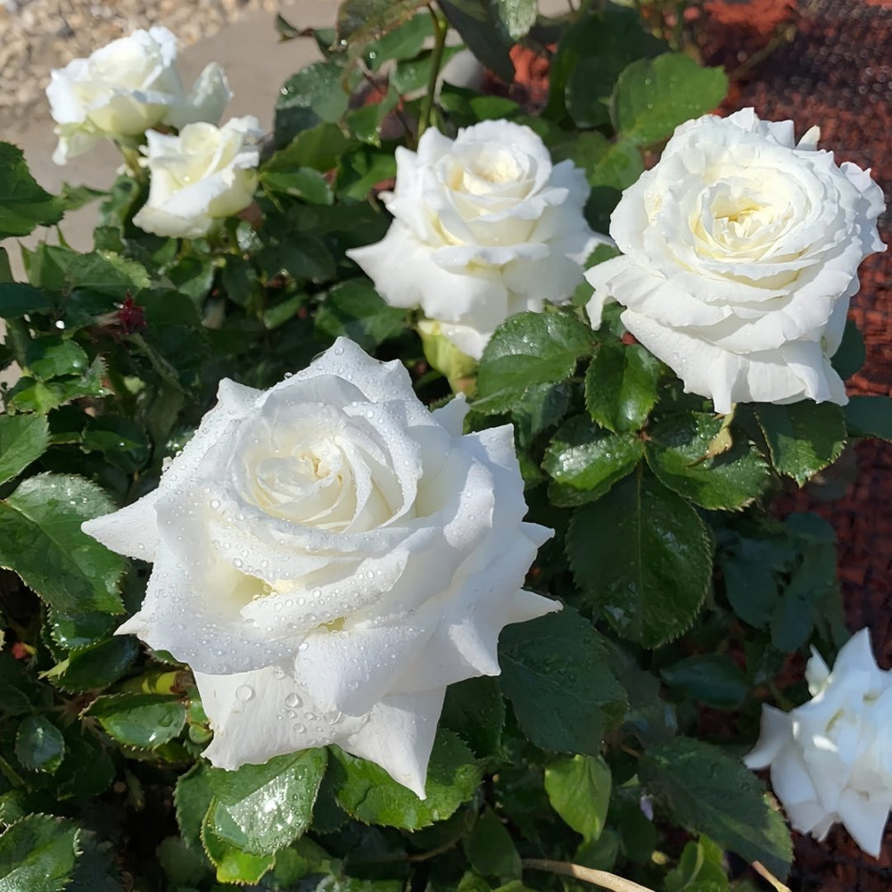 Pope John Paul II Rose Plant|保罗二世 image 8