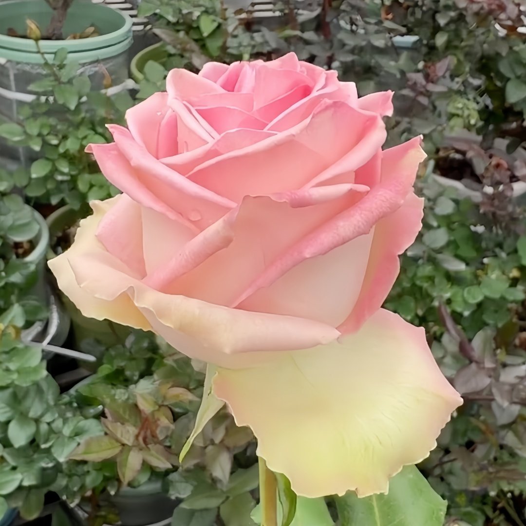 Sweet Elegance Rose Plant|甜蜜高雅 image 8