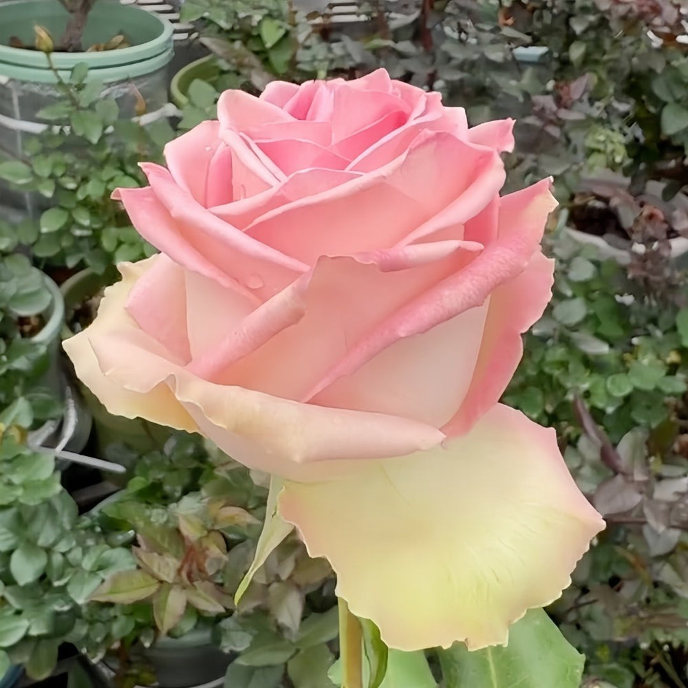 Sweet Elegance Rose Plant|甜蜜高雅 image 8