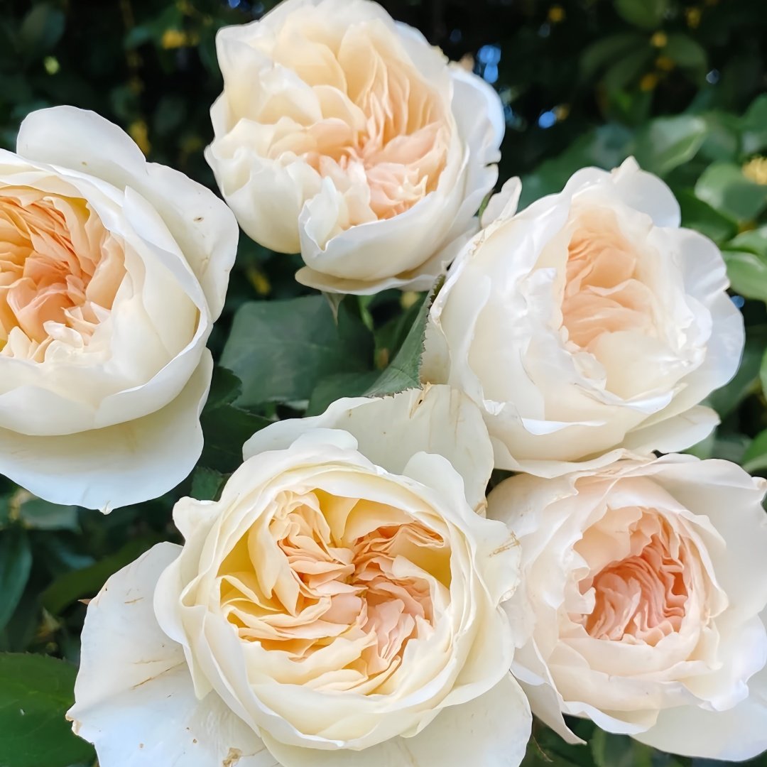 Bessie Rose Plant|贝茜 image 4