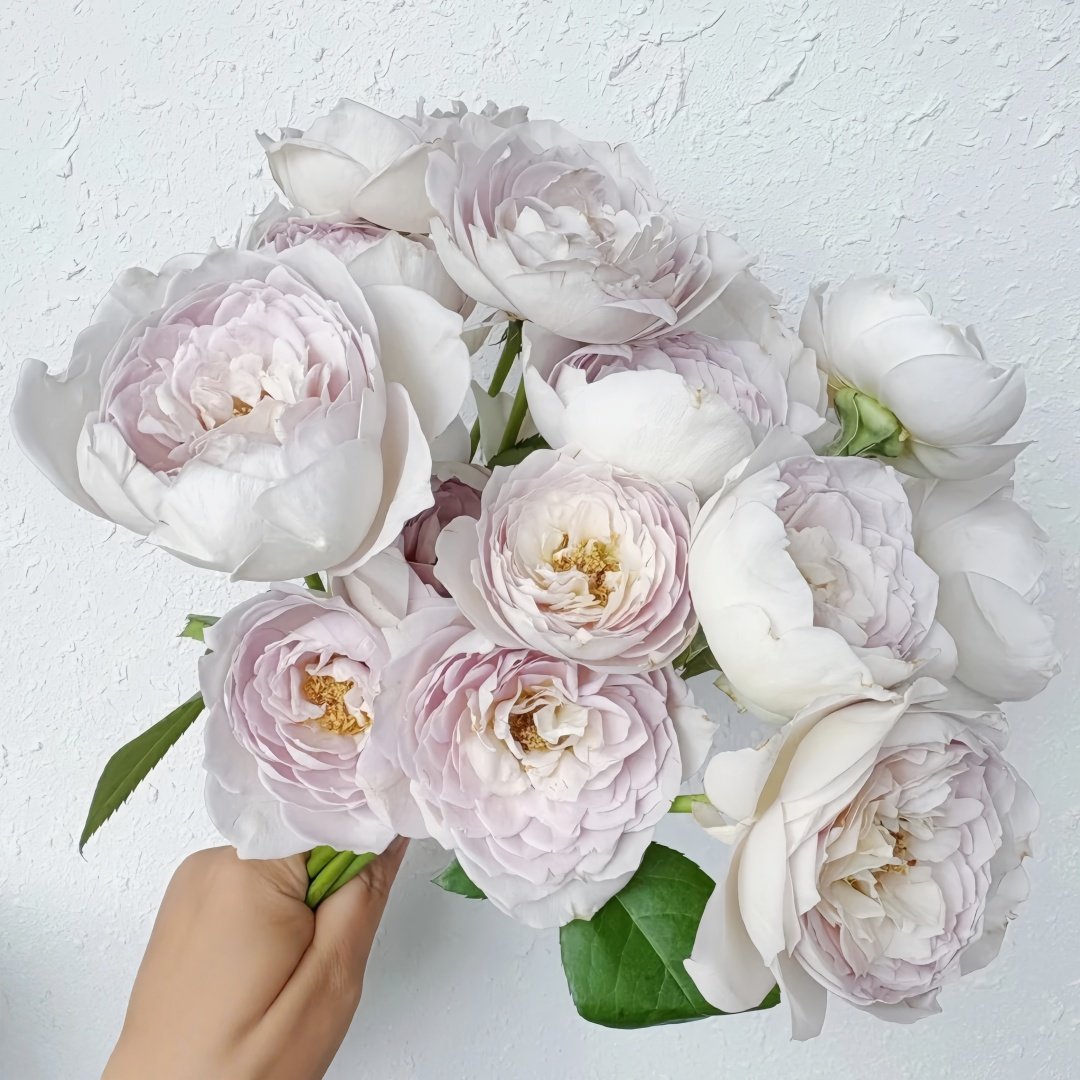 Milky Pearl Rose Plant｜珍珠牛乳 image 9